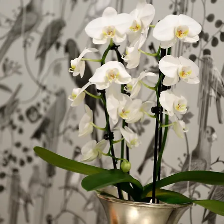 酒店 路易森霍夫卡斯腾酒店 5*